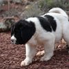 Chiot Landseer Faun et Combo z laderova